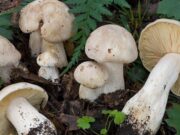 Cagliari, allarme funghi velenosi: 10 casi di intossicazione nell’ultimo mese