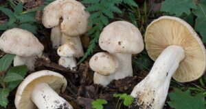 Cagliari, allarme funghi velenosi: 10 casi di intossicazione nell’ultimo mese