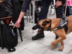 Sassari, portò marijuana a scuola: chiesta la condanna per lo studente