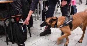 Sassari, portò marijuana a scuola: chiesta la condanna per lo studente