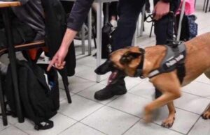 Sassari, portò marijuana a scuola: chiesta la condanna per lo studente