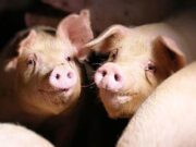 Sassari, stop dal Comune all’allevamento intensivo di maiali a Caniga