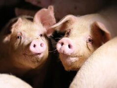 Sassari, stop dal Comune all’allevamento intensivo di maiali a Caniga