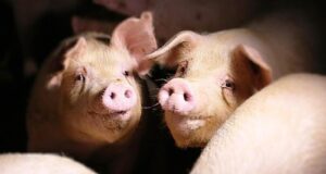 Sassari, stop dal Comune all’allevamento intensivo di maiali a Caniga