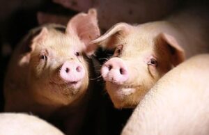 Sassari, stop dal Comune all’allevamento intensivo di maiali a Caniga