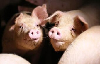 Sassari, stop dal Comune all’allevamento intensivo di maiali a Caniga