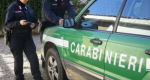 Animali detenuti in condizioni critiche, sequestro in un negozio di Cagliari