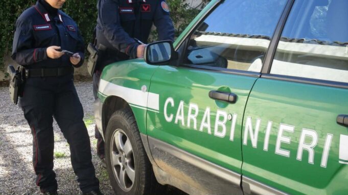 Animali detenuti in condizioni critiche, sequestro in un negozio di Cagliari