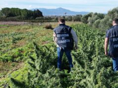 Assemini, marijuana e altri derivati: maxi sequestro da 4 tonnellate