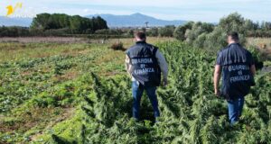 Assemini, marijuana e altri derivati: maxi sequestro da 4 tonnellate