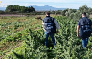 Assemini, marijuana e altri derivati: maxi sequestro da 4 tonnellate