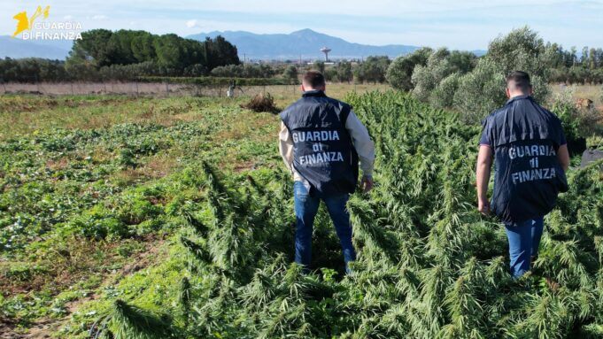 Assemini, marijuana e altri derivati: maxi sequestro da 4 tonnellate