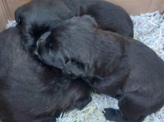 Olbia, 3 cuccioli abbandonati nei giorni di Natale: salvati da un rifugio