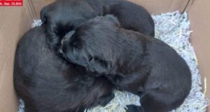 Olbia, 3 cuccioli abbandonati nei giorni di Natale: salvati da un rifugio