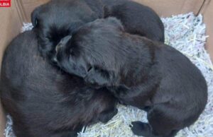 Olbia, 3 cuccioli abbandonati nei giorni di Natale: salvati da un rifugio