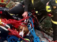Masua, cane bloccato su una parete rocciosa: salvato dai Vigili del fuoco