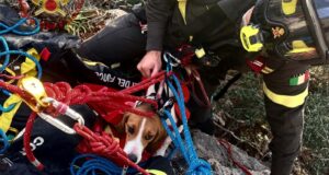 Masua, cane bloccato su una parete rocciosa: salvato dai Vigili del fuoco