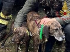 Villassalto, due cani salvati dai Vigili del fuoco in un dirupo di 40 metri