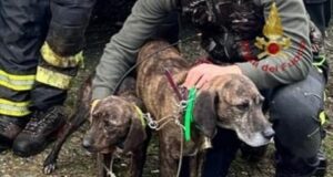 Villassalto, due cani salvati dai Vigili del fuoco in un dirupo di 40 metri