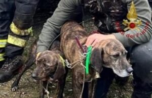 Villassalto, due cani salvati dai Vigili del fuoco in un dirupo di 40 metri