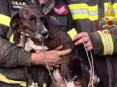 Quartu, salvataggio tra le rocce: liberato un cane rimasto intrappolato