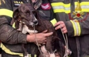 Quartu, salvataggio tra le rocce: liberato un cane rimasto intrappolato