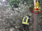 Forte vento e neve in Sardegna, alberi sradicati e linee della luce saltate