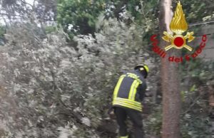 Forte vento e neve in Sardegna, alberi sradicati e linee della luce saltate