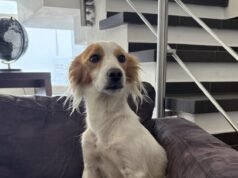 Capoterra, ritrovata Stella: sospiro di sollievo per la cagnolina del sindaco