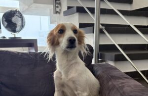 Capoterra, ritrovata Stella: sospiro di sollievo per la cagnolina del sindaco