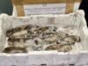 Sassari, controlli al mercato civico: sequestrati 138Kg di pesce non tracciato