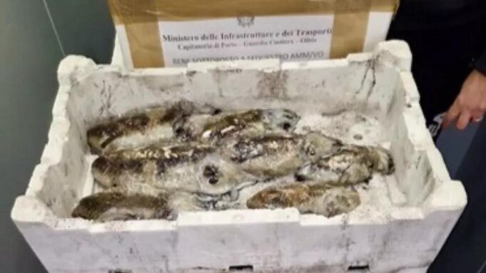 Sassari, controlli al mercato civico: sequestrati 138Kg di pesce non tracciato