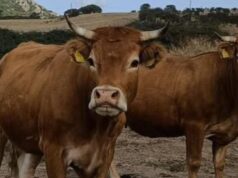 Macomer, tragedia sfiorata nella ferrovia: bestiame bovino lungo le rotaie