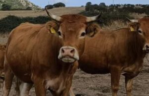 Macomer, tragedia sfiorata nella ferrovia: bestiame bovino lungo le rotaie