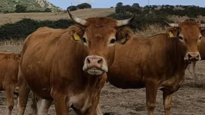 Macomer, tragedia sfiorata nella ferrovia: bestiame bovino lungo le rotaie
