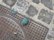 Cagliari, esche avvelenate per gli animali: scattano i controlli