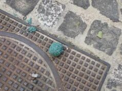 Allarme a Cagliari, esche avvelenate in strada per cani, gatti e uccelli