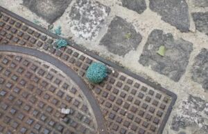 Allarme a Cagliari, esche avvelenate in strada per cani, gatti e uccelli