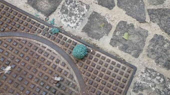 Cagliari, esche avvelenate per gli animali: scattano i controlli