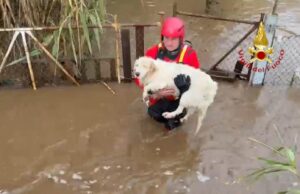 Eroico intervento dei Vigili del fuoco a Piscinas: salvati 9 cani | Video