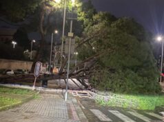 Forte vento e disagi a Cagliari: crolla un grande albero in via dei Conversi