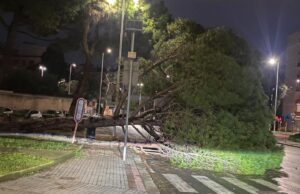 Forte vento e disagi a Cagliari: crolla un grande albero in via dei Conversi
