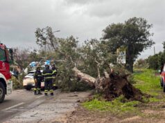 Paura a Tortolì lungo la Ss 125 dir, crolla un albero sopra un’auto: ci sono due feriti