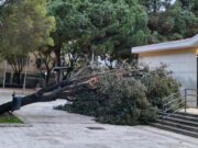 Cagliari, albero crolla davanti alla chiesa di piazza Giovanni XXIII