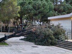 Cagliari, albero crolla davanti alla chiesa di piazza Giovanni XXIII