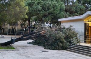 Cagliari, albero crolla davanti alla chiesa di piazza Giovanni XXIII