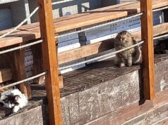 Poetto, parte la raccolta solidale per aiutare le colonie feline colpite