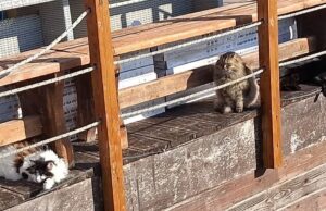 Poetto, parte la raccolta solidale per aiutare le colonie feline colpite