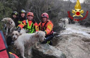 Aggius, tre cani intrappolati in un torrente: salvati dai Vigili del Fuoco