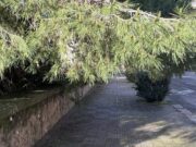Cagliari, abbattuti due pini pericolanti in via Milano
